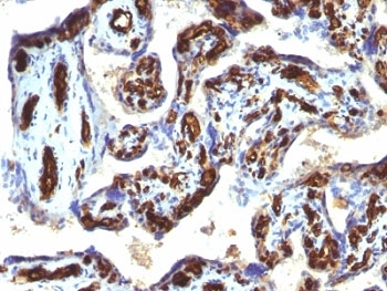 CD34 Antibody - Formalin-fixed, paraffin-embedded human placenta stained with CD34 antibody (HPCA1/763).  This image was taken for the unmodified form of this product. Other forms have not been tested.