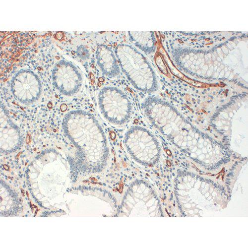 CD34 Antibody