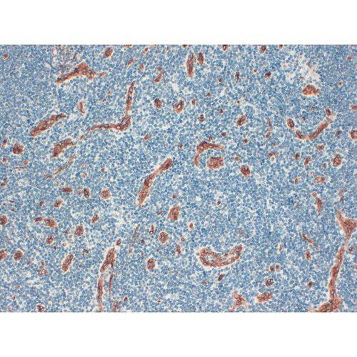 CD34 Antibody