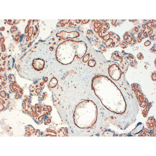 CD34 Antibody