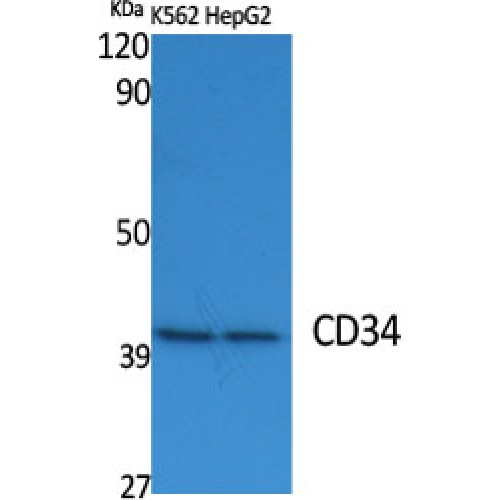 CD34 Antibody - Western blot of CD34 antibody