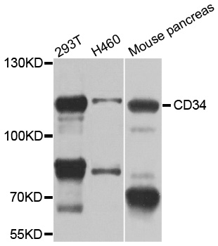 CD34 Antibody - Western blot analysis of extracts of various cell lines.