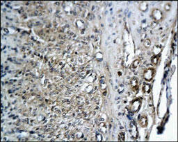 CD34 Antibody - CD34 staining in rat endometrium. Paraffin-embedded rat eutopic endometrium is stained with CD34 antibody used at 1:200 dilution.
