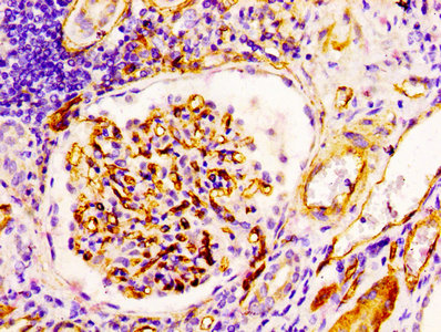 CD34 Antibody - Immunohistochemistry Dilution at 1:100 and staining in paraffin-embedded human kidney tissue performed on a Leica BondTM system. After dewaxing and hydration, antigen retrieval was mediated by high pressure in a citrate buffer (pH 6.0). Section was blocked with 10% normal Goat serum 30min at RT. Then primary antibody (1% BSA) was incubated at 4°C overnight. The primary is detected by a biotinylated Secondary antibody and visualized using an HRP conjugated SP system.