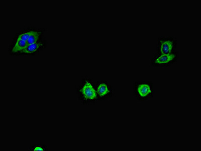 CD34 Antibody - Immunofluorescent analysis of HepG2 cells diluted at 1:100 and Alexa Fluor 488-congugated AffiniPure Goat Anti-Rabbit IgG(H+L)