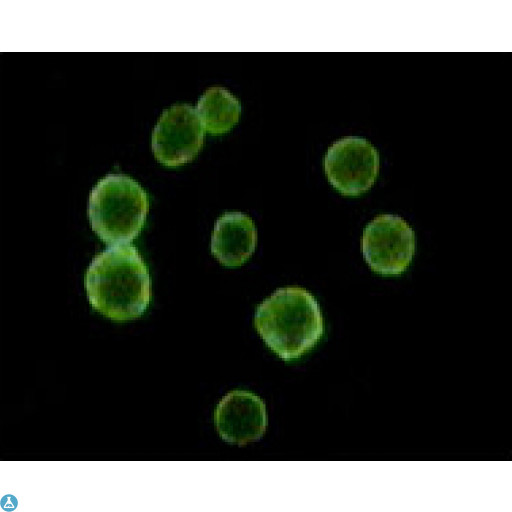 CD34 Antibody - Western Blot (WB) analysis using CD34 Monoclonal Antibody against truncated CD34 recombinant protein.