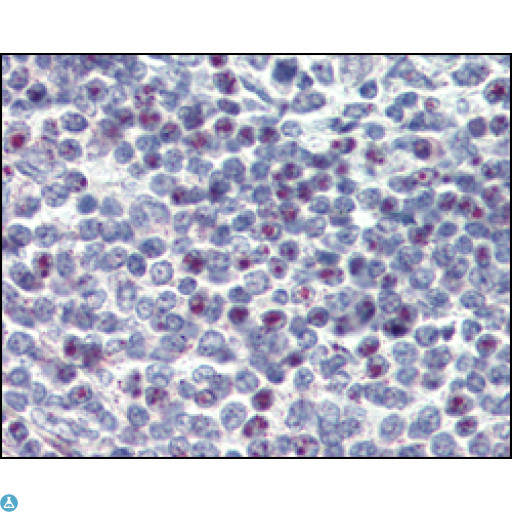 CD34 Antibody - Immunohistochemistry (IHC) analysis of paraffin-embedded Human Spleen tissues with DAB staining using CD34 Monoclonal Antibody.