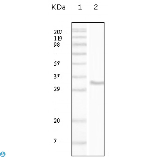 CD34 Antibody - Immunofluorescence (IF) analysis of peripheral blood cells using CD34 Monoclonal Antibody.