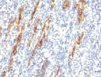 CD34 Antibody - Formalin-fixed, paraffin-embedded human tonsil stained with CD34 antibody (QBEnd/10 + HPCA1/763).  This image was taken for the unmodified form of this product. Other forms have not been tested.