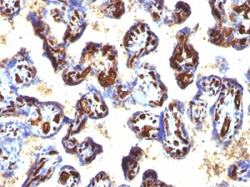 CD34 Antibody - Formalin-fixed, paraffin-embedded human placenta stained with CD34 antibody (QBEnd/10 + HPCA1/763).  This image was taken for the unmodified form of this product. Other forms have not been tested.