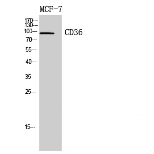 CD36 Antibody - Western blot of CD36 antibody