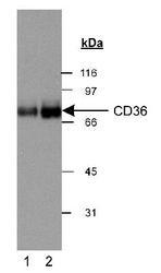 CD36 Antibody - Detection of CD36 in human adipocyte extract (30 ug). Lane 1: 0.5 ug/ml; lane 2: 2 ug/ml. ECL: 3 second exposure.  This image was taken for the unconjugated form of this product. Other forms have not been tested.