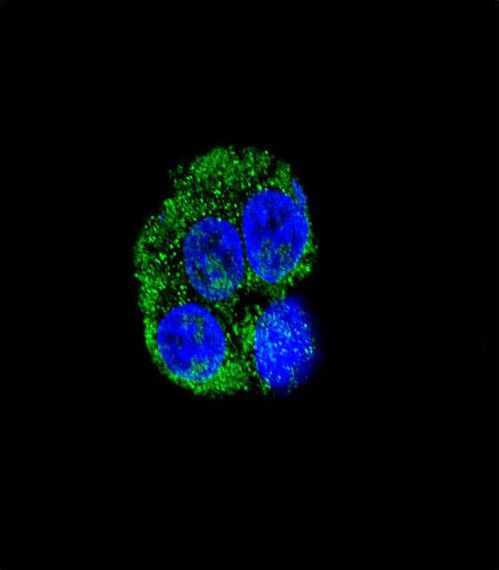 CD36 Antibody - Confocal immunofluorescence of CD36 Antibody with HepG2 cell followed by Alexa Fluor 488-conjugated goat anti-rabbit lgG (green). DAPI was used to stain the cell nuclear (blue).