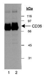 CD36 Antibody - Detection of CD36 in human adipocyte extract (30 ug). Lane 1: 0.5 ug/ml CD36 Antibody LS-B662; lane 2: 2 ug/ml CD36 Antibody LS-B662. ECL: 3 second exposure.  This image was taken for the unconjugated form of this product. Other forms have not been tested.
