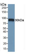 CD36 Antibody - Western Blot; Sample: Mouse Heart Tissue.