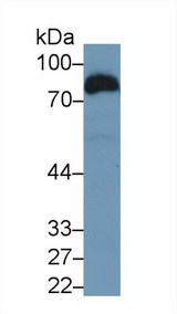 CD36 Antibody - Western Blot; Sample: Recombinant protein.