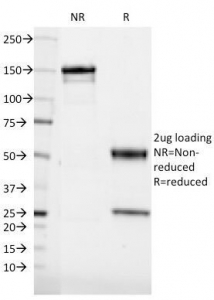 CD36 Antibody - SDS-PAGE Analysis of Purified, BSA-Free CD36 Antibody (clone 185-1G2). Confirmation of Integrity and Purity of the Antibody.