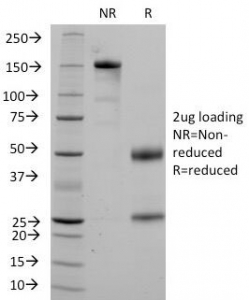 CD36 Antibody - SDS-PAGE Analysis of Purified, BSA-Free CD36 Antibody (clone 1A7). Confirmation of Integrity and Purity of the Antibody.