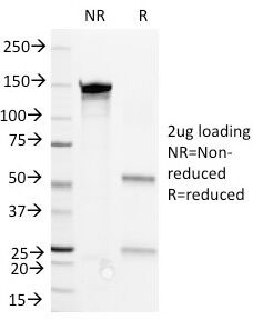 CD36 Antibody - SDS-PAGE Analysis of Purified, BSA-Free CD36 Antibody (clone 1E8). Confirmation of Integrity and Purity of the Antibody.
