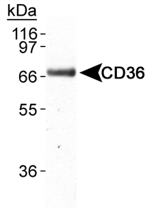 CD36 Antibody - Detection of CD36 in mouse adipocyte lysate using Mouse Monoclonal anti-CD36 .  This image was taken for the unconjugated form of this product. Other forms have not been tested.