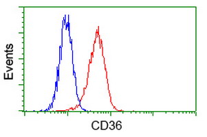 CD36 Antibody - Flow cytometry of HeLa cells, using anti-CD36 antibody, (Red) compared to a nonspecific negative control antibody (Blue).