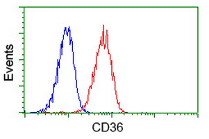 CD36 Antibody - Flow cytometry of Jurkat cells, using anti-CD36 antibody, (Red) compared to a nonspecific negative control antibody (Blue).