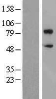 CD36 Protein - Western validation with an anti-DDK antibody * L: Control HEK293 lysate R: Over-expression lysate