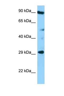 CD37 Antibody - CD37 antibody Western blot of HT1080 Cell lysate. Antibody concentration 1 ug/ml.  This image was taken for the unconjugated form of this product. Other forms have not been tested.