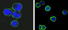 CD37 Antibody - CD37 Antibody in Immunofluorescence (IF)