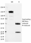 CD37 Antibody - SDS-PAGE Analysis of Purified, BSA-Free CD37 Antibody (clone IPO-24). Confirmation of Integrity and Purity of the Antibody.