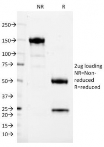 CD37 Antibody - SDS-PAGE Analysis of Purified, BSA-Free CD37 Antibody (clone IPO-24). Confirmation of Integrity and Purity of the Antibody.