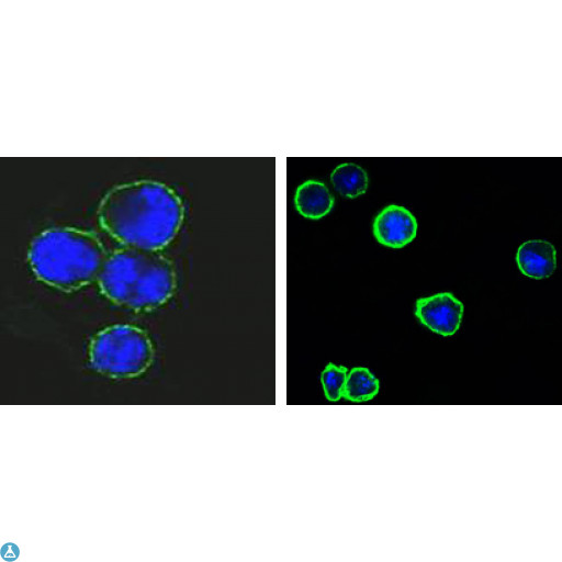 CD37 Antibody - Confocal Immunofluorescence (IF) analysis of methanol-fixed BCBL-1 (left) and L1210 (right) cells using CD37 Monoclonal Antibody (green), showing membrane localization. Blue: DRAQ5 fluorescent DNA dye.
