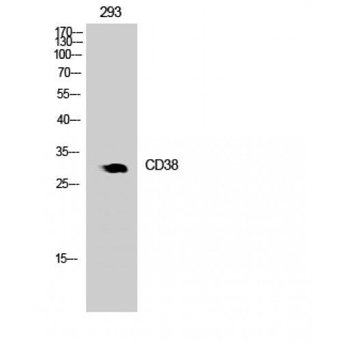 CD38 Antibody - Western blot of CD38 antibody
