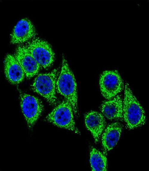 CD38 Antibody - Confocal immunofluorescence of CD38 Antibody with HeLa cell followed by Alexa Fluor 488-conjugated goat anti-rabbit lgG (green). DAPI was used to stain the cell nuclear (blue).