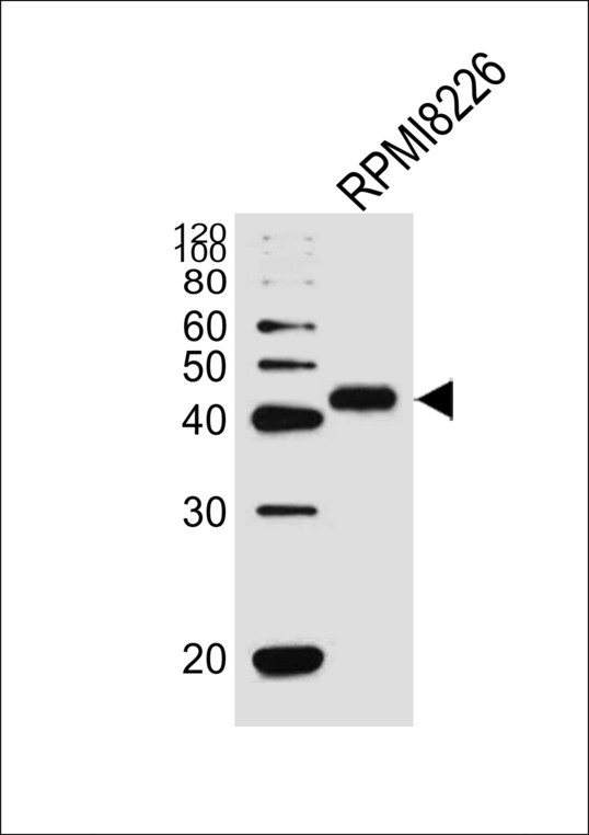 CD38 Antibody - Western blot of lysate from RPMI 8226 cell line, using CD38 Antibody. Antibody was diluted at 1:1000. A goat anti-rabbit IgG H&L (HRP) at 1:5000 dilution was used as the secondary antibody. Lysate at 35ug.