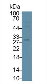 CD38 Antibody - Western Blot; Sample: Human Raji cell lysate; Primary Ab: 1µg/ml Rabbit Anti-Mouse cADPRH Antibody Second Ab: 0.2µg/mL HRP-Linked Caprine Anti-Rabbit IgG Polyclonal Antibody