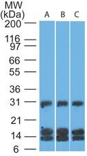 CD38 Antibody - Western Blot: CD38 Antibody (1G7F4) [Azide Free] - Western blot analysis of human A) Jurkat, B) Ramos and C) mouse EL4 lysate using this antibody at 4 ug/ml. This image was taken for the unmodified form of this product. Other forms have not been tested.