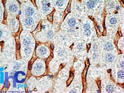 CD38 Antibody - Immunohistochemistry-Paraffin: CD38 Antibody (1G7F4) [Azide Free] - Formalin-fixed, paraffin-embedded mouse liver stained with this antibody (5 ug/ml), peroxidase-conjugate and DAB chromogen. Note membrane staining of Kupffer cells (macrophages of the liver). This image was taken for the unmodified form of this product. Other forms have not been tested.