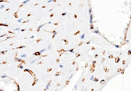 CD38 Antibody - Immunochemical staining of mouse CD38 in mouse heart with rabbit monoclonal antibody (1:500, formalin-fixed paraffin embedded sections). Positive staining was localized to endotheliocyte.