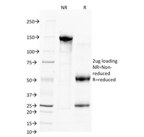 CD38 Antibody - SDS-PAGE Analysis of Purified, BSA-Free CD38 Antibody (clone FS02). Confirmation of Integrity and Purity of the Antibody.