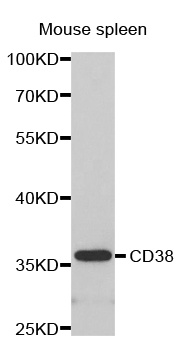 CD38 Antibody - Western blot analysis of extracts of mouse spleen.