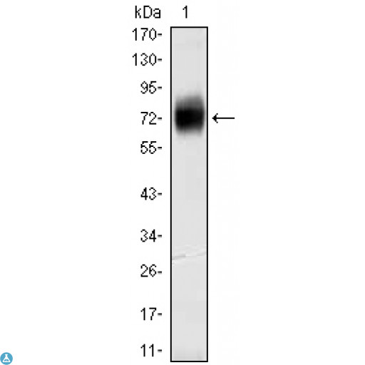 CD38 Antibody - Western Blot (WB) analysis using CD38 Monoclonal Antibody against CD38-hIgGFc transfected HEK293 cell lysate.