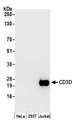 CD3D Antibody - Detection of human CD3D by western blot. Samples: Whole cell lysate (50 µg) from HeLa, HEK293T, and Jurkat cells prepared using NETN lysis buffer. Antibody: Affinity purified rabbit anti-CD3D antibody used for WB at 0.1 µg/ml. Detection: Chemiluminescence with an exposure time of 30 seconds.