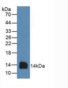 CD3D Antibody