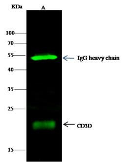 CD3D Antibody - CD3D was immunoprecipitated using: Lane A: 0.5 mg HuT78 Whole Cell Lysate. 2 uL anti-CD3D mouse monoclonal antibody and 60 ug of Immunomagnetic beads Protein G. Primary antibody: Anti-CD3D mouse monoclonal antibody, at 1:100 dilution. Secondary antibody: Dylight 800-labeled antibody to Mouse IgG (H+L), at 1:7500 dilution. Developed using the odssey technique. Performed under reducing conditions. Predicted band size: 20 kDa. Observed band size: 20 kDa.