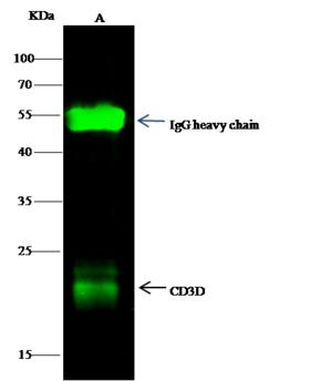 CD3D Antibody - CD3D was immunoprecipitated using: Lane A: 0.5 mg HuT78 Whole Cell Lysate. 0.5 uL anti-CD3D rabbit monoclonal antibody and 15 ul of 50% Protein G agarose. Primary antibody: Anti-CD3D rabbit monoclonal antibody, at 1:500 dilution. Secondary antibody: Dylight 800-labeled antibody to rabbit IgG (H+L), at 1:5000 dilution. Developed using the odssey technique. Performed under reducing conditions. Predicted band size: 20 kDa. Observed band size: 20 kDa.