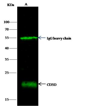 CD3D Antibody - CD3D was immunoprecipitated using: Lane A: 0.5 mg Jurkat Whole Cell Lysate. Lane B: 0.5 mg HuT78 Whole Cell Lysate. 2 uL anti-CD3D mouse monoclonal antibody and 15 ul of 50% Protein G agarose. Primary antibody: Anti-CD3D mouse monoclonal antibody, at 1:500 dilution. Secondary antibody: Dylight 800-labeled antibody to Mouse IgG (H+L), at 1:7500 dilution. Developed using the odssey technique. Performed under reducing conditions. Predicted band size: 20 kDa. Observed band size: 20 kDa.