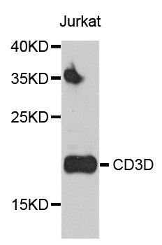 CD3D Antibody - Western blot analysis of extract of various cells.