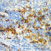 CD3D Antibody - Immunohistochemistry of paraffin-embedded rat spleen tissue.