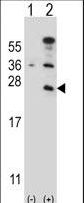 CD3E Antibody - Western blot of CD3E (arrow) using rabbit polyclonal CD3E Antibody. 293 cell lysates (2 ug/lane) either nontransfected (Lane 1) or transiently transfected (Lane 2) with the CD3E gene.